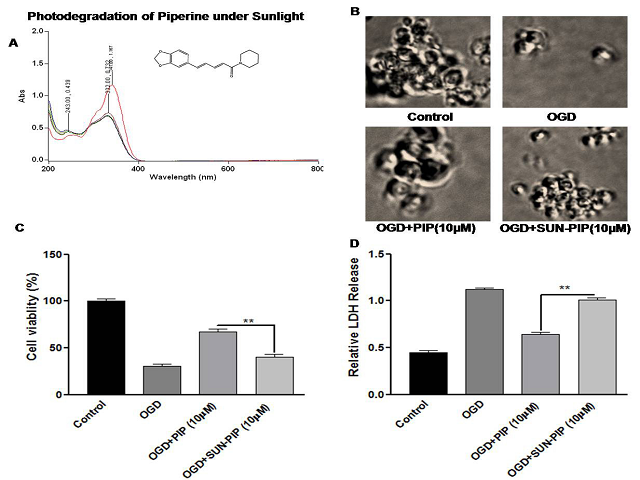 Absorbance spectra of PIP under UV-R by UV-vis-Spectrophotometer. (A) Absorbance spectra of PIP (5μg/ml) showed absorbance in UV-R region indicate their photosensitization and alter the neuroprotective efficacy. (B) Morphological picture of PC12 cells. (C) PIP treatment significantly inhibits OGD induced LDH release compared to that of UVR-PIP treatment (D) The average of three independent experiments performed in triplicate. Statistical significance was analyzed by ANOVA. Values are the mean±SEM *p<0.01 vs. PIP treated group.