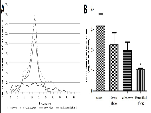 Cholesterol distribution on circulating lipoproteins in animal of groups CT, CTIn, MN and MNIn. A) Cholesterol profile found in lipoprotein fractions analyzed. B) Mean values of the sum of the cholesterol concentration found in the different experimental groups. It can be observed that malnutrition associated with giardiasis (MNIn group) resulted in lower levels of cholesterol in lipoprotein fractions in relation to animals of group CT. *p < 0.05 vs CT. Date shown is the means ± SEM.