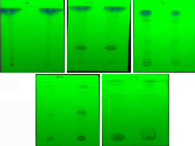 Thin layer chromatography (TLC) profiles of five purified kenaf (Hibiscus cannabinus L.) seed extract from hexane fraction to methanol fraction with the first and second column replicate in each TLC plate. (a) Hexane fraction; (b) hexane and ethyl acetate fraction; (c) ethyl Acetate fraction; (d) ethyl acetate and methanol fraction; (e) methanol fraction