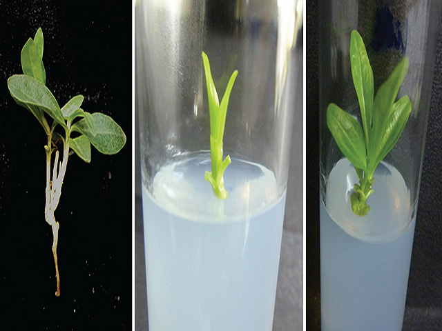 (a) Field-grown Enicostemma littorale plant, (b) apical meristem showing shoot initiation, (c) and differentiation after 30 days in Murashige and Skoog medium supplemented with B1K0.1