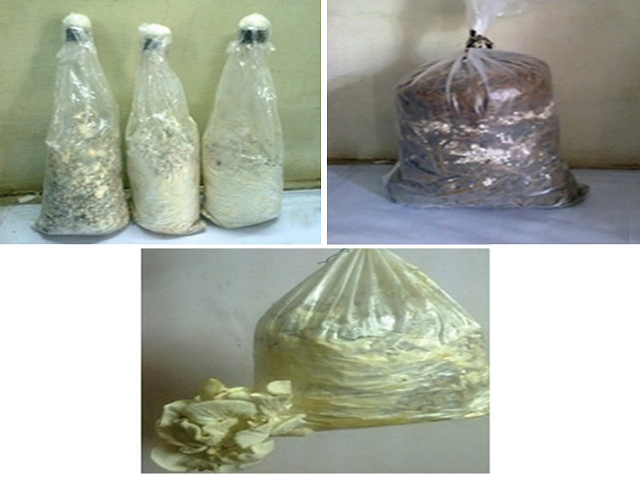 (a and b) Spawns and cultivation bag of Pleurotus ostreatus, (c) fruiting bodies of P. ostreatus