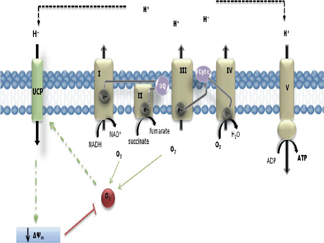 Potential neuroprotective mechanism of neuronal UCPs. The increased production of superoxide anion (O2 -●)