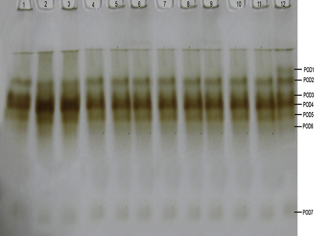 Peroxidase isoenzyme pattern in 6 days old seedlings of 12 cultivars of pigeon pea.