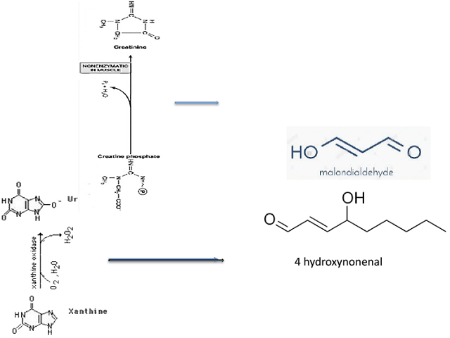 Do Creatinine Blood Levels Act upon Fatty Acid Metabolites in Human Red Blood Cell Membranes?