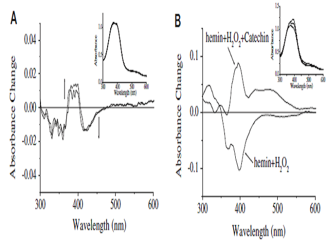 (A) Spectral changes of ferryl hemin after addition of (þ)-catechin. Ferryl hemin was generated by addition of H2O2 to hemin in a 1:1 ratio at pH 7.4. After 15 min, catalase was added (10 U) and then (þ)-catechin (20 mM, final concentration). The final hemin concentration was 20 mM. Difference spectra derived from (Inset) in which initial ferryl hemin spectrum has been set to zero. Inset: absorbance spectra taken approximately every 1 min after the addition of (þ)-catechin. (B) Spectral changes of hemin after addition of H2O2 in the presence of (þ)-catechin. Hemin (20 mM) was incubated with H2O2 (20 mM)-catechin (20 mM) at 37 C for 20 min. Difference spectra derived from (Insert) in which hemin spectrum has been set to zero. Inset: absorbance spectra taken approximately 20 min after the addition of (þ)-catechin.