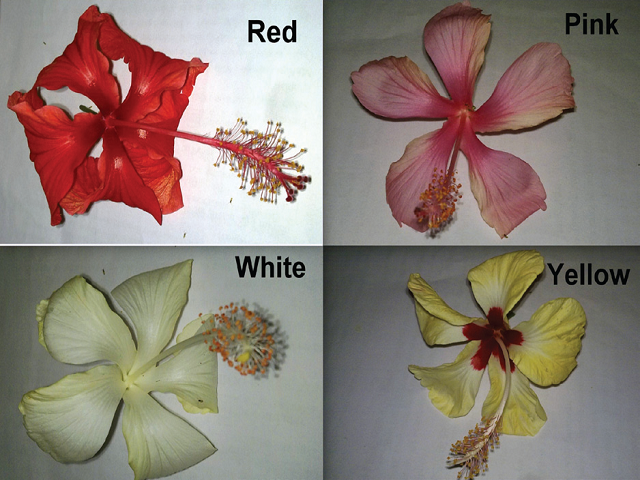 Red, Pink, White and Yellow cultivars of Hibiscus rosa- sinensis L. under study.