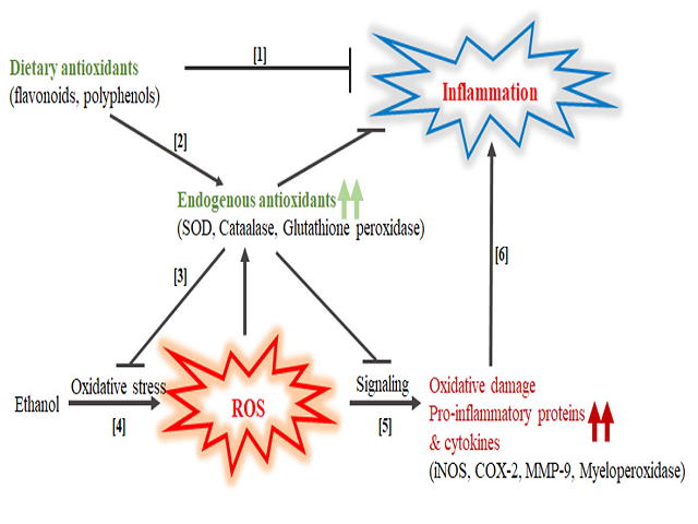 Comparative Research on Anti-Inflammatory Effects of Different Dietary Antioxidants on Alcohol-Induced Damage in Gastric Cells