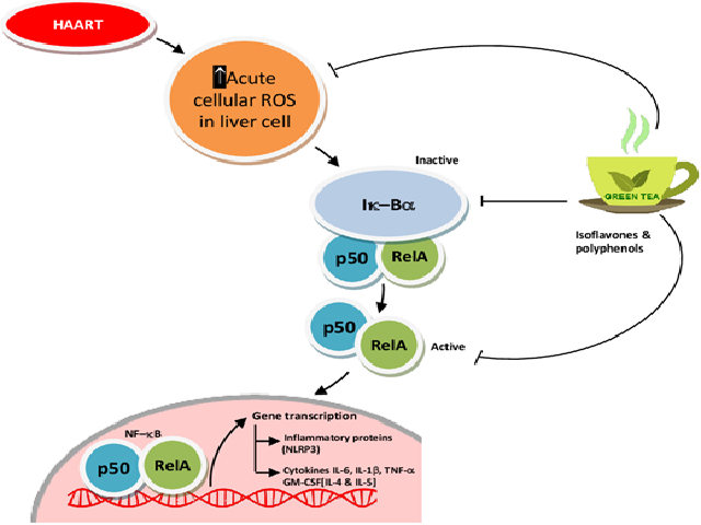 Graphical Abstract