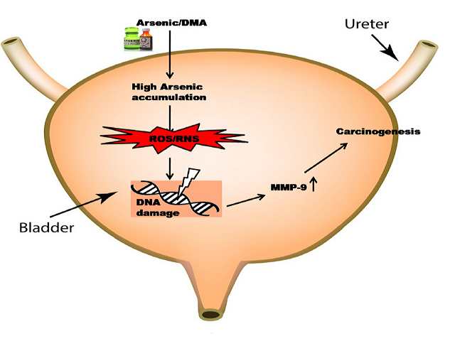 Oxidative/ Nitrosative Stress, 8-OHdG and MMP-9: The Possible Co-Links and Early Sign of Arsenic Induced Urinary Bladder Carcinogenesis in Experimental Rats