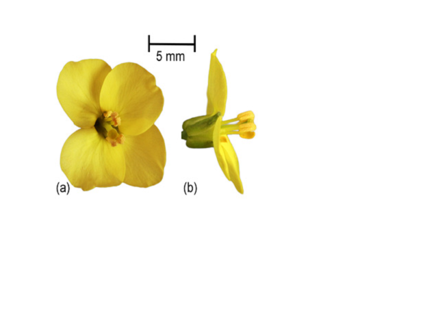 Collected rocket flowers at their receptacle base. (a) Front view, (b) Side view.