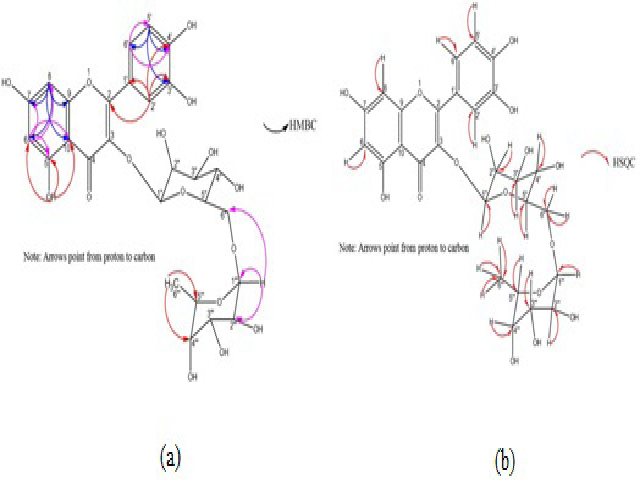 The key HMBC (a) and HSQC (b) correlations of isolated Rutin