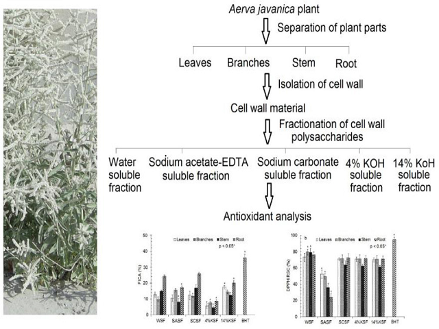 Antioxidant Potential of Cell Wall Polysaccharides Extracted from Various Parts of Aerva javanica