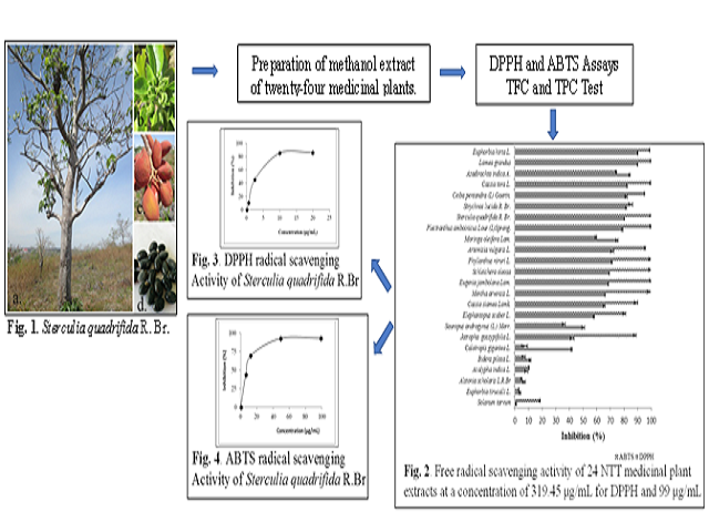 Antioxidant Capacity of Some Selected Medicinal Plants in East Nusa Tenggara, Indonesia: The Potential of Sterculia quadrifida R.Br.