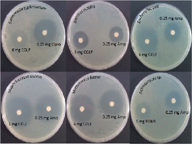 Some antibacterial activities of essential oil from Corchorius olitorius flowers and leaf (COLF). Both inhibitions against Gram + and Gram- bacteria (E. coli, B. subtilis, S. aureus, S. typhimurim, M. luteus, and A. sp.) were evaluated. Amp; Ampicillin