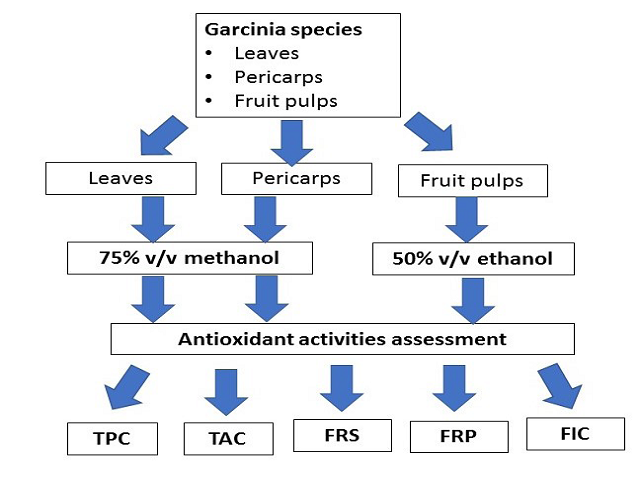 Evaluation and Comparison of Antioxidant Activity of Leaves, Pericarps and Pulps of Three Garcinia Species in Malaysia
