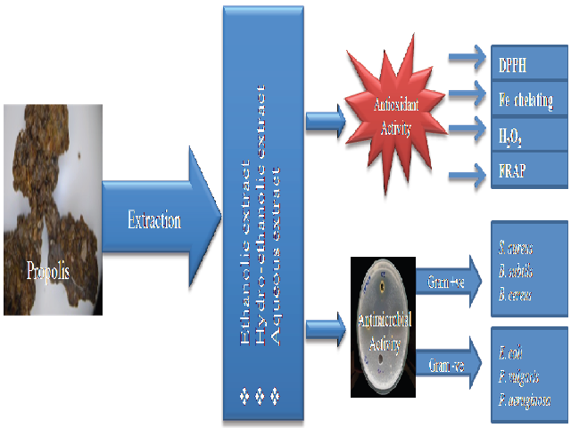 Graphical Abstract