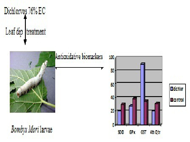 Graphical Abstract