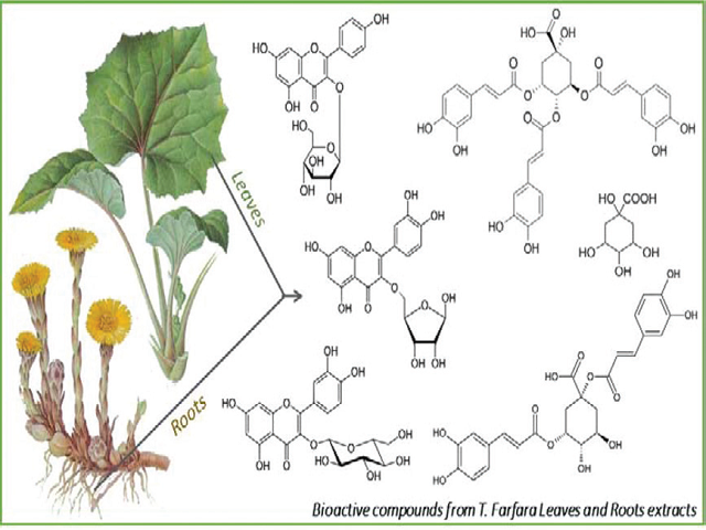 Identification and in vitro Activity of Bioactive Compounds Extracted from Tussilago farfara (L.) Plant Grown in Lithuania and France
