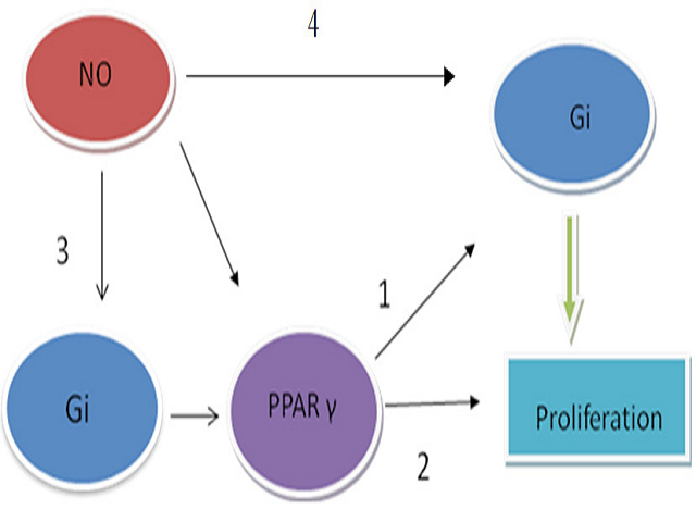 Nitric Oxide and Inhibition of PPAR Gamma Regulate the ANG II induced VSMC Proliferation: Relationship with Gi Protein Levels