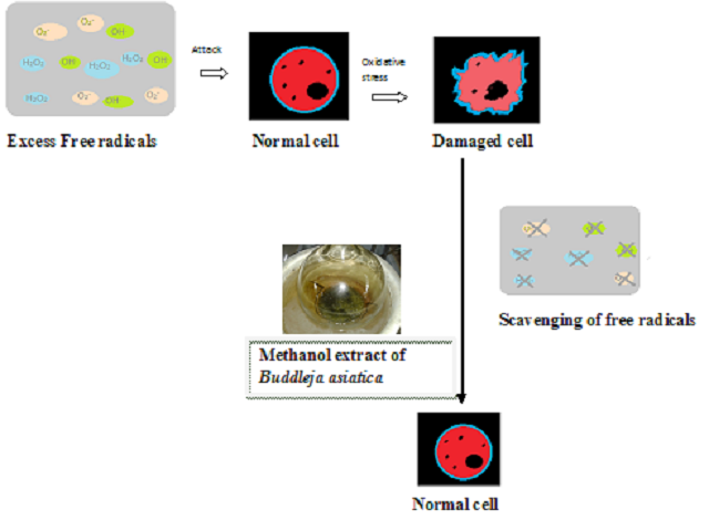 In vitro Antioxidant Assay of Methanol Extract of Buddleja asiatica