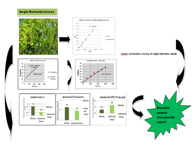 Evaluation of Antioxidant Profile of Wild and Cultivated Varieties of Aegle marmelos (L) Correa Leaves Used as Anti-Diabetic Agent