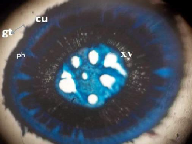 Photomicrograph of the petiole transverse section of Glyphaea brevis stained with Safranin O and counter stained with Toludine blue; x100.